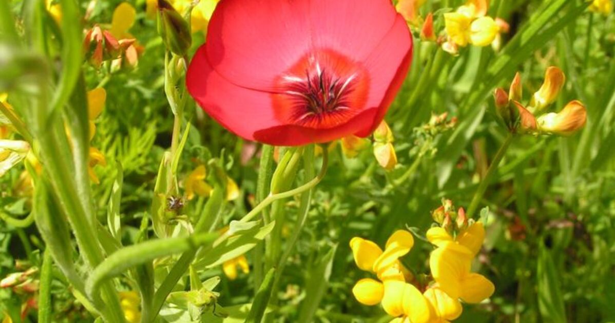 portrait d'une petite fleur rouge, je la couvais1 - Geo.fr