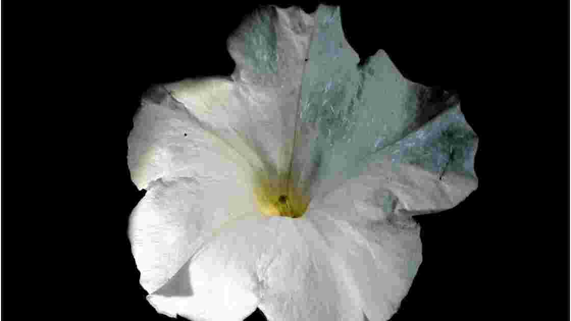 petunia blanc
