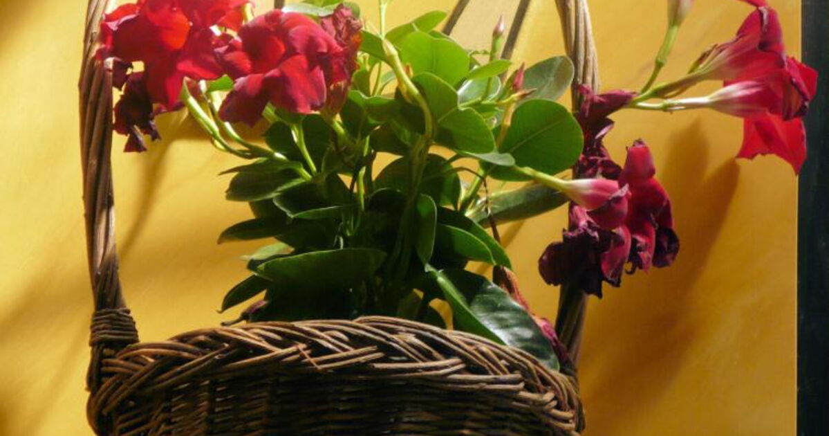 Un panier fleuri, Geo.fr