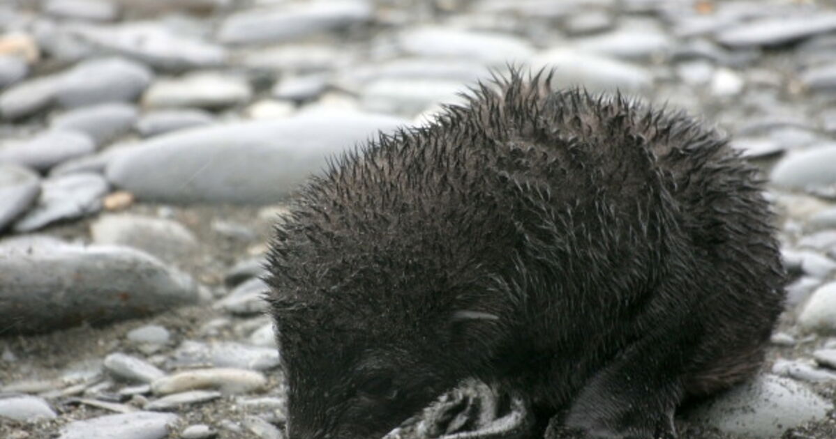 Bebe Otarie A Fourrure Salisbury Plain Georgie Du Geo Fr