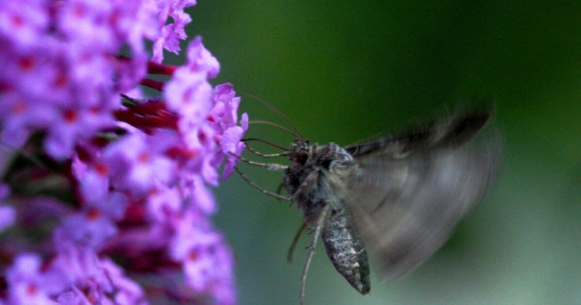 Papillon nocturne, Je pense à un sphins car il avait... Geo.fr Papillon nocturne, Je pense à un sphins car il avait... Geo.fr