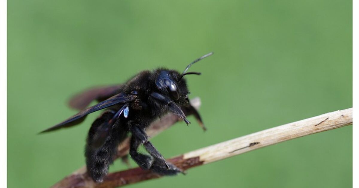 Abeille charpentière, Geo.fr