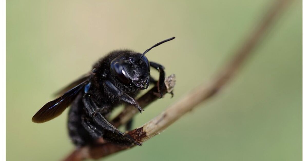Abeille charpentière, Geo.fr