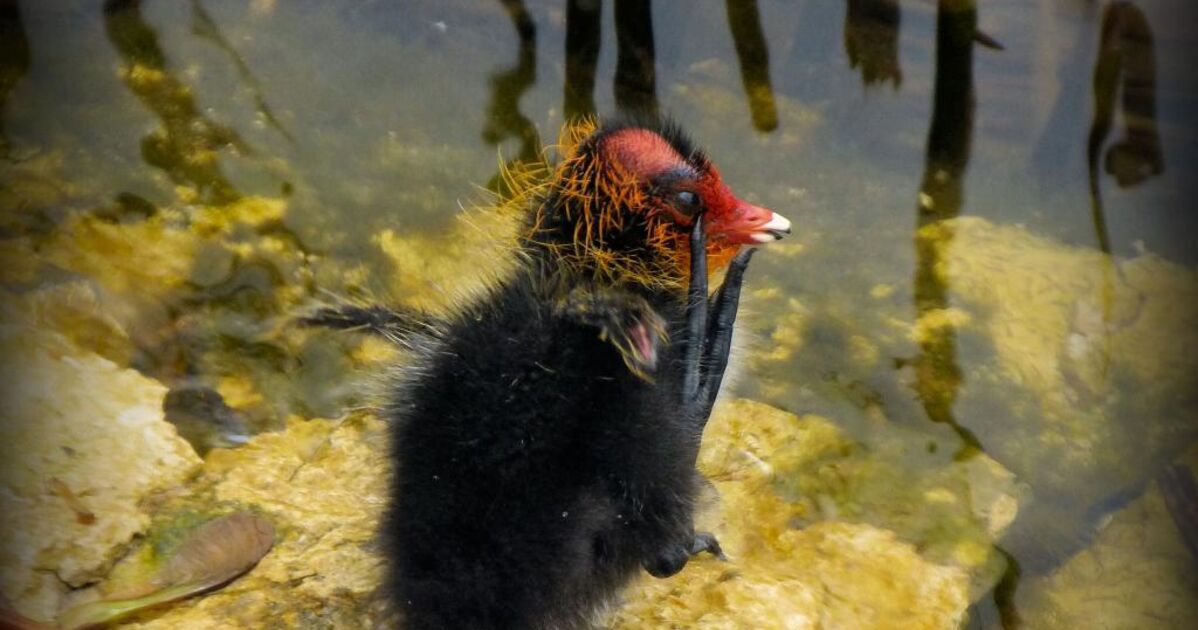 Bebe Foulque Pas Les Plus Beaux Des Poussins Les Geo Fr