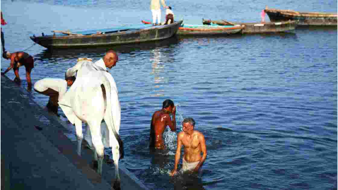 Vache sacré, Varanasi