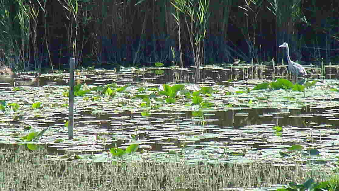 Fond d'étang, Geo.fr