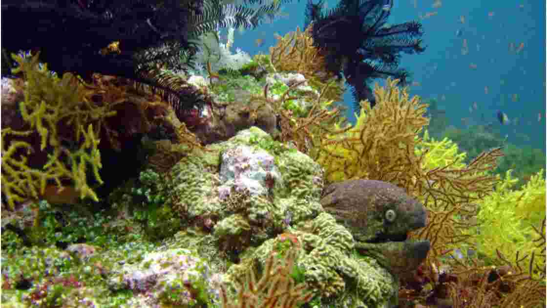 Corals & Moray