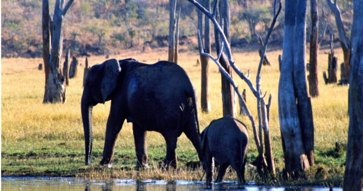 Kariba_branches_d__l_phants.jpg, - Geo.fr