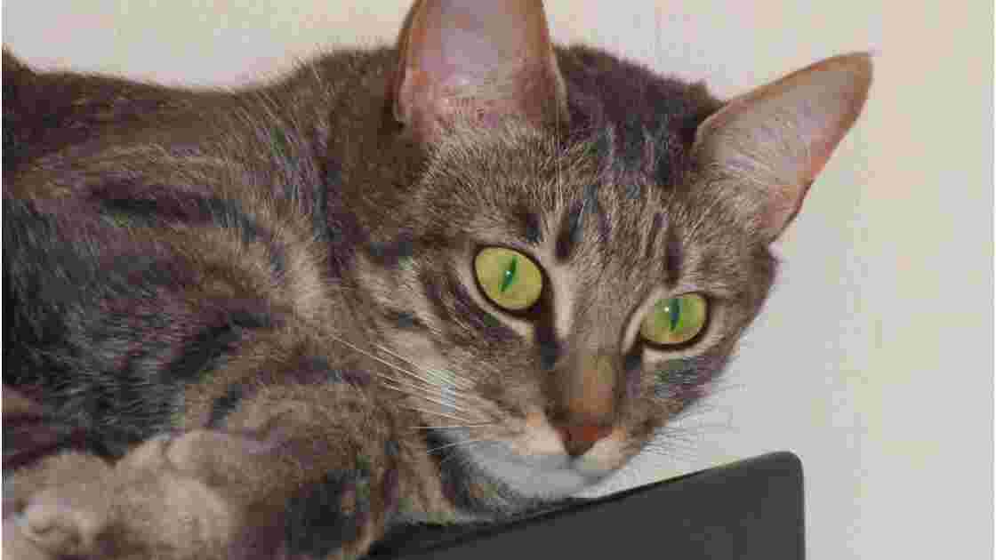 Mon Chat M'attaque Apres Un Calin √ Télécharger chat à l'affut 151618-Chat à l'affut