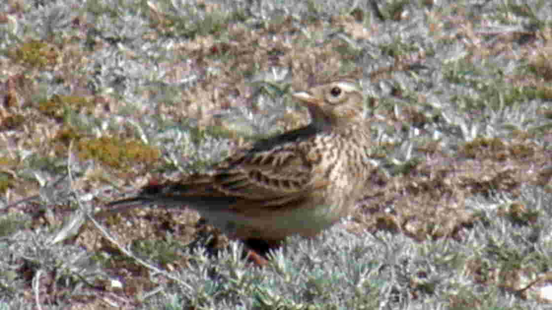 Alouette gentille alouette!_Mars10_5.jp, Geo.fr