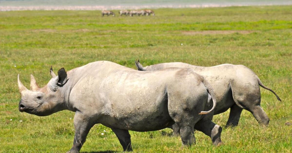 Rhinoceros blancs en Tanzanie, J'ai rencontré ces deux... - Geo.fr