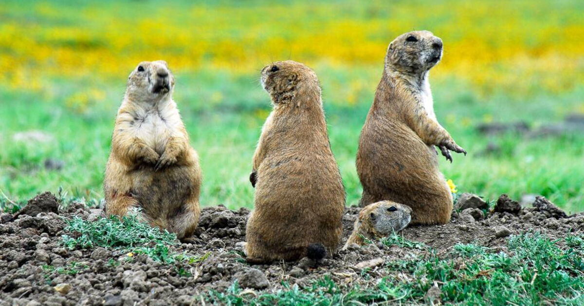 Chiens de prairie Oklahoma, Geo.fr