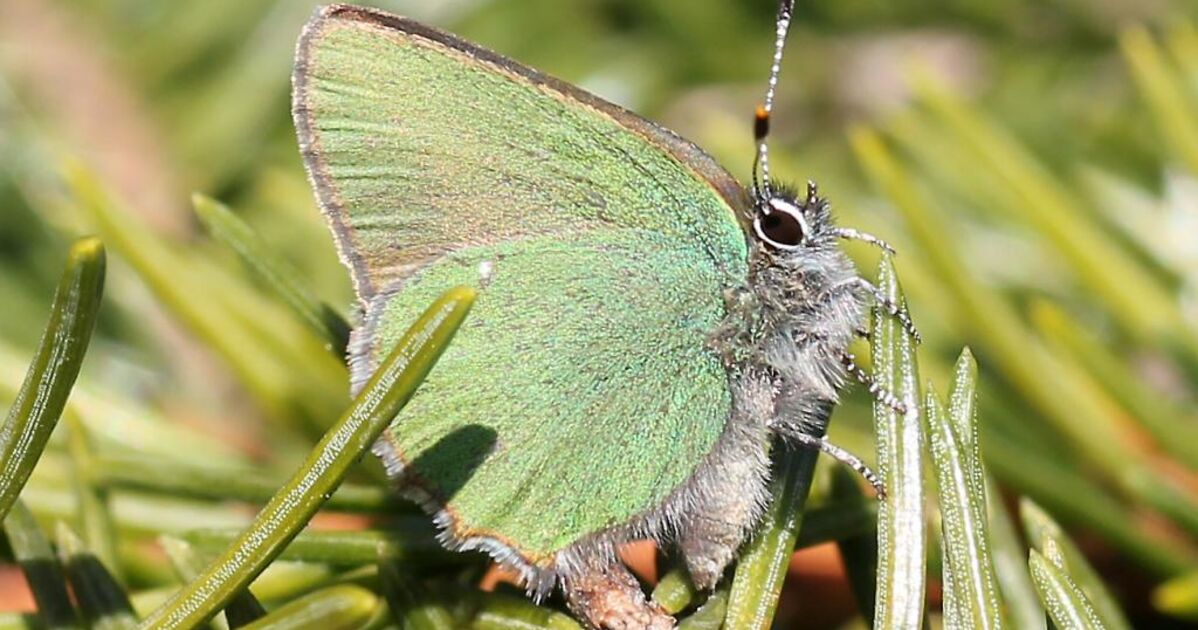Papillon vert, Un petit papillon vert qui s'appelle... - Geo.fr