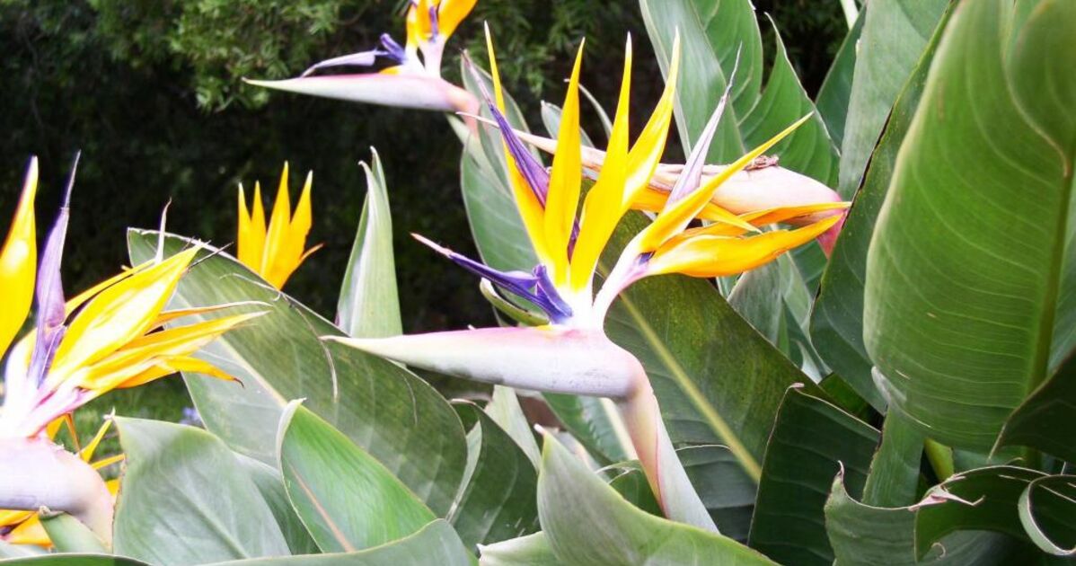 les fleurs de l'Afrique du Sud, - Geo.fr