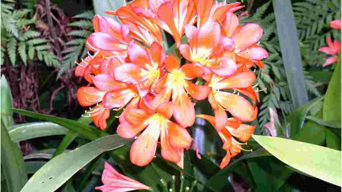 les fleurs de l'Afrique du Sud, - Geo.fr