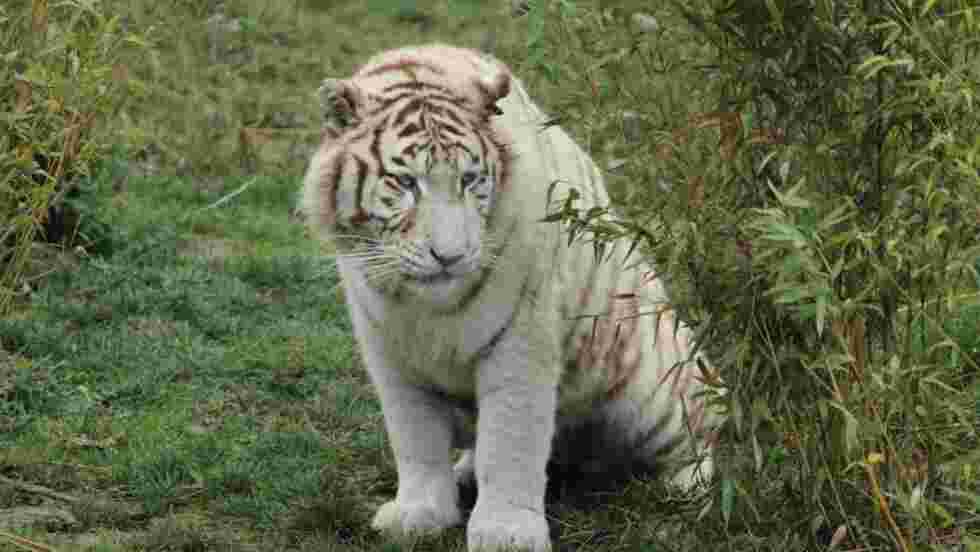 Tigre Blanc Fond D Ecran Gratuit Geo Fr