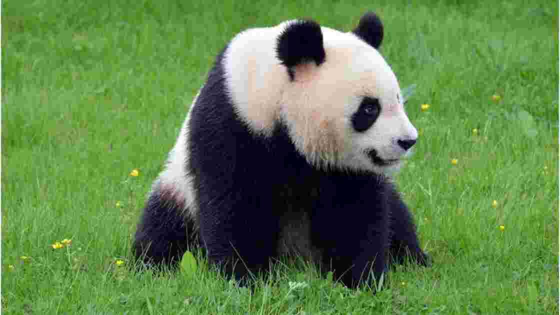 Yuan Zi - Panda mâle de Beauval