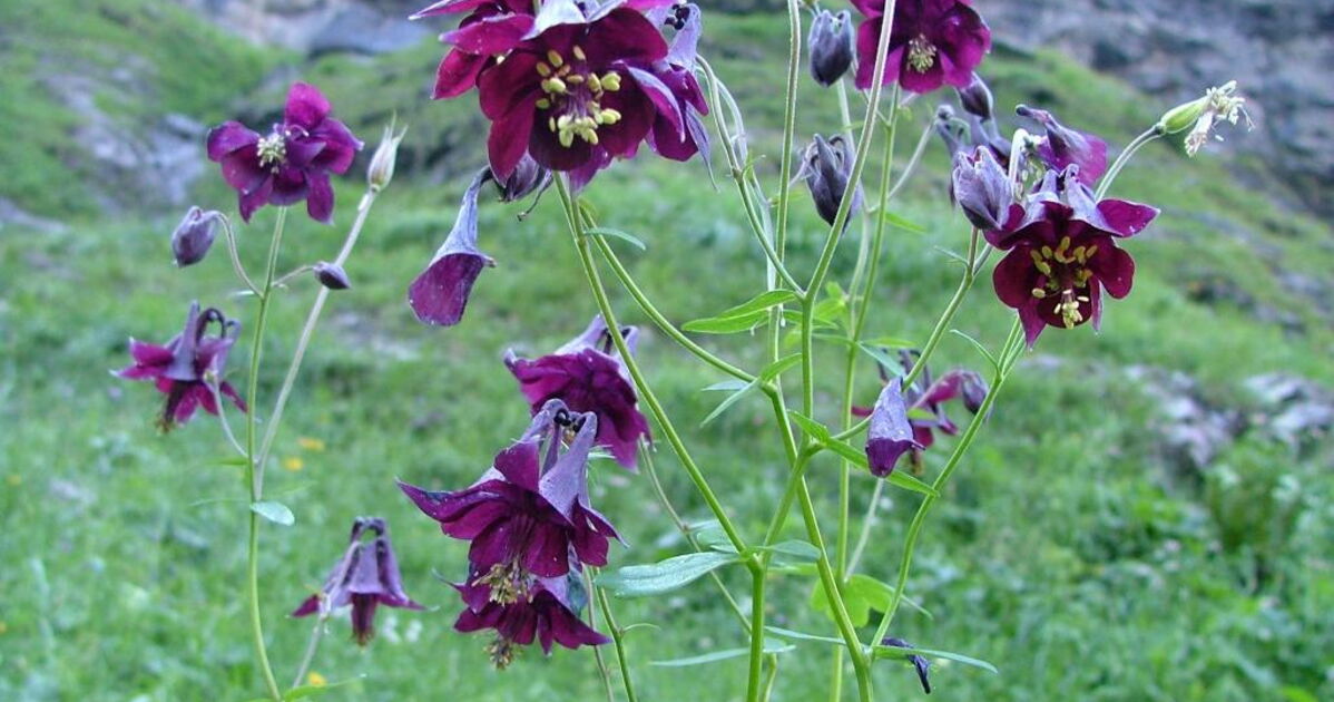 Ancolie noiratre, Geo.fr