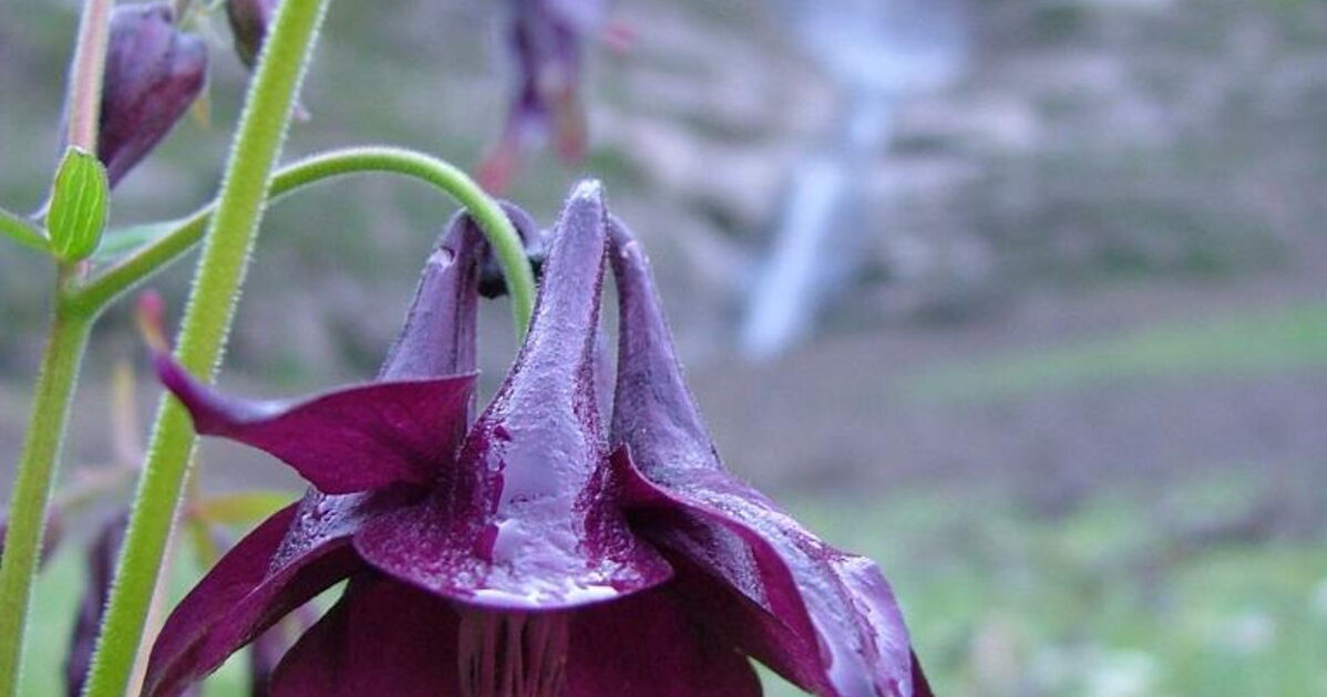 ancolie noiratre, Geo.fr