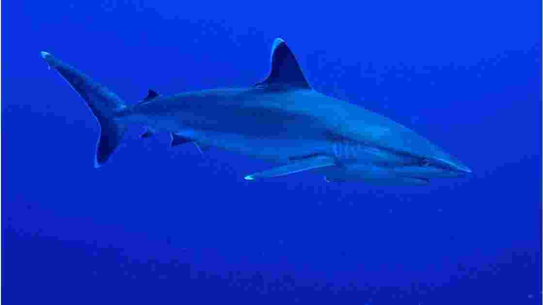Requin pointe blanche - Rangiroa