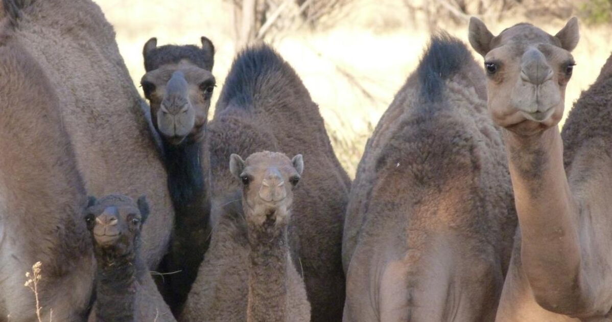 Dromadaire___Australie___Wattara.JPG, Geo.fr