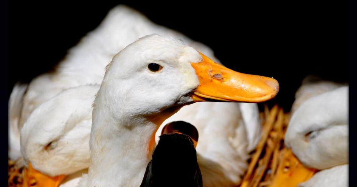 Un gentil petit canard qui finira mal ., Geo.fr
