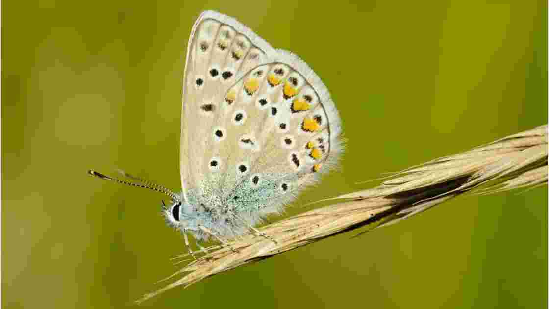 Papillon bleuté