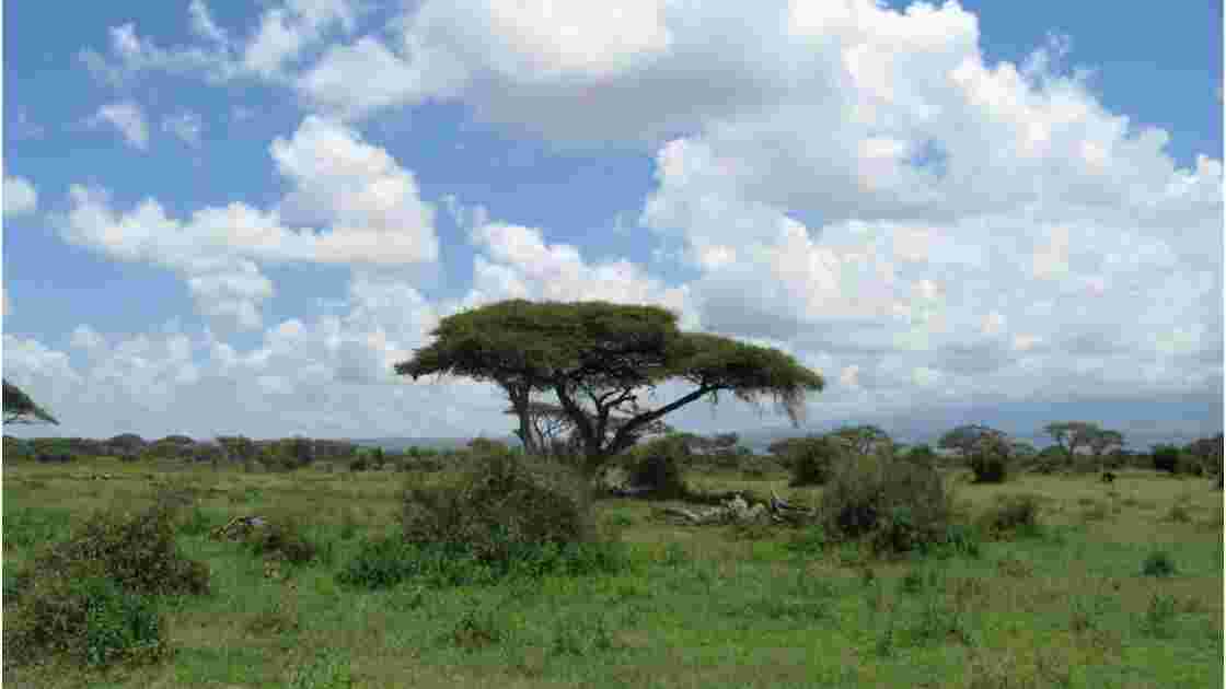 savane amboseli, Kenya
