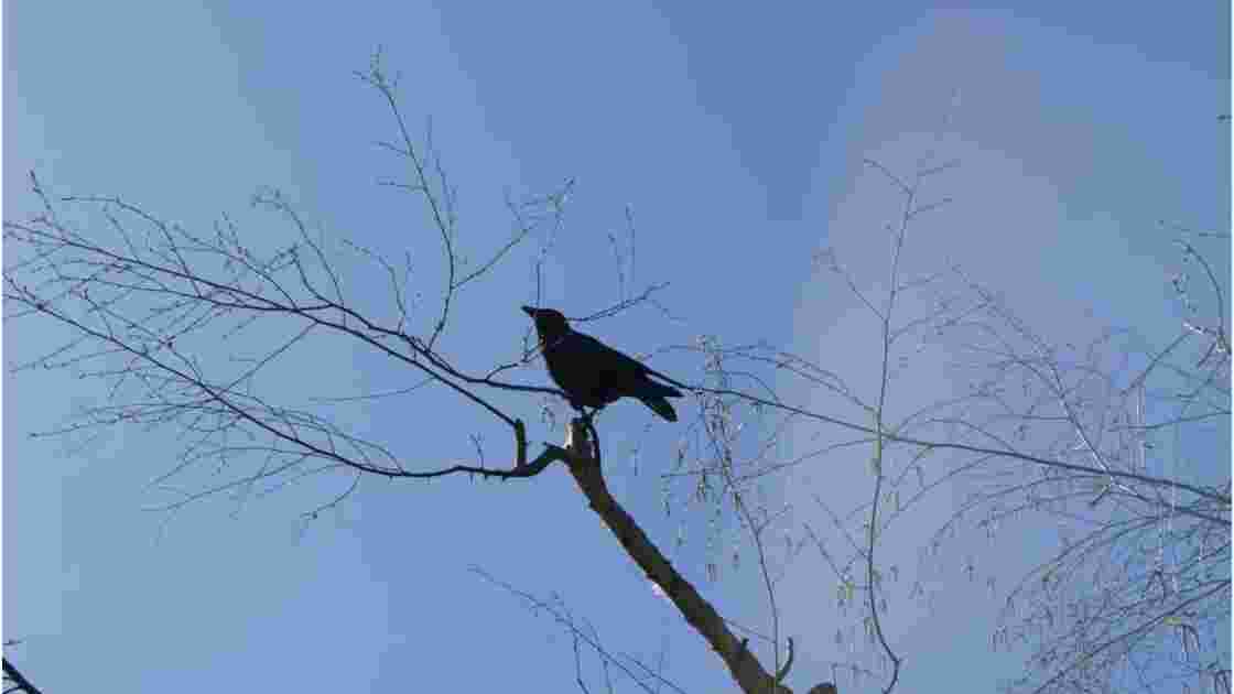 Maître corbeau sur un arbre perché