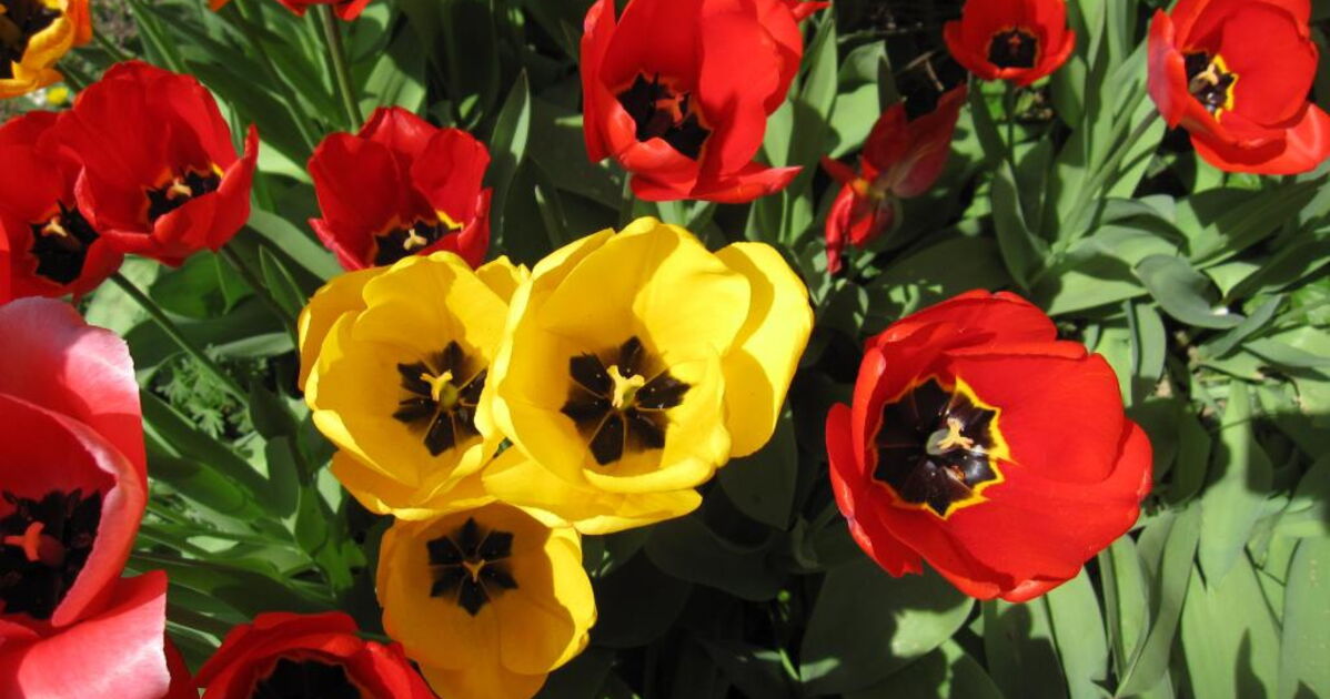 tulipes jaunes et rouges, - Geo.fr