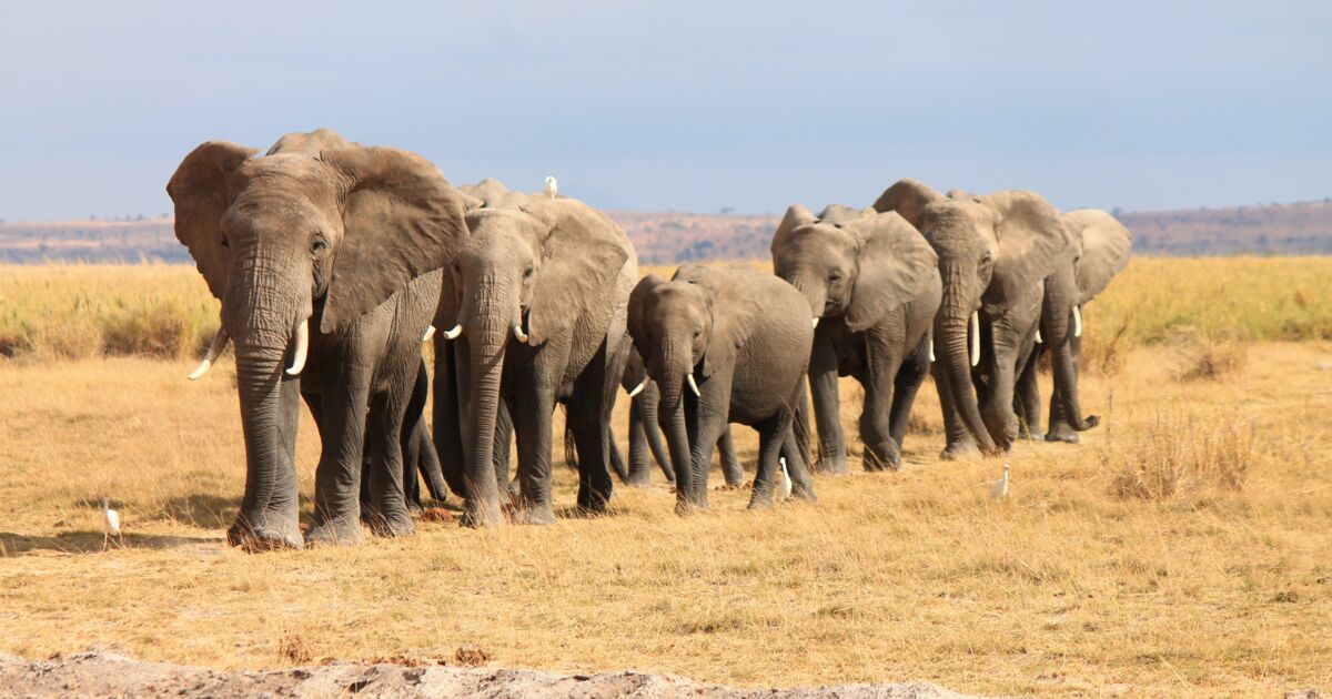 Esperance De Vie D Un Elephant Balade d'éléphants., Famille d'éléphants dans la réserve... - Geo.fr