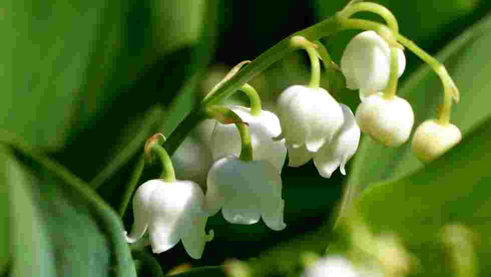 Brin De Muguet Fond D Ecran Gratuit Geo Fr