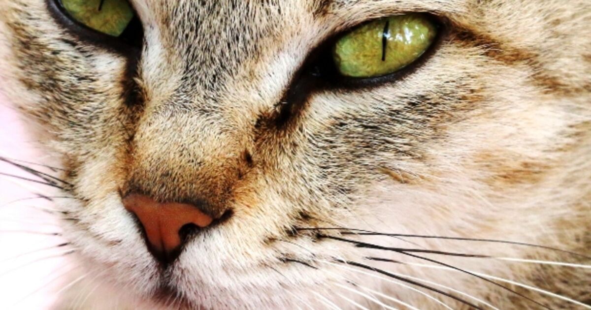 Qui Est Le Plus Beau Chat De Belgique Felin, le chat est l animal prefere des francais. - Geo.fr