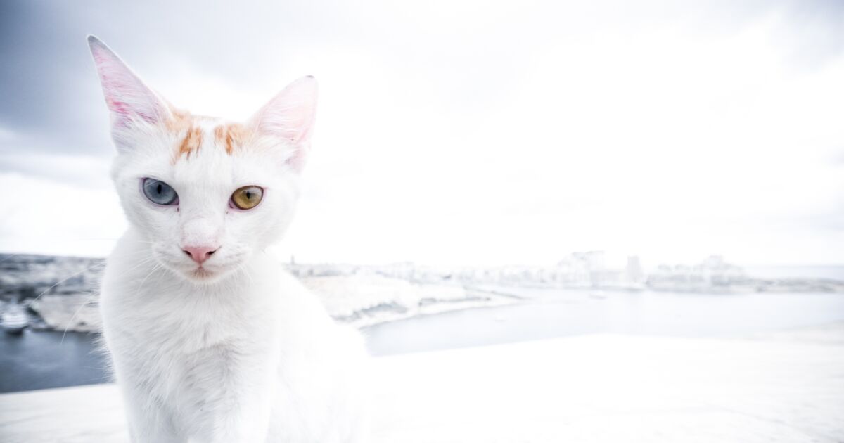 Yeux Vairons J Ai Rencontre Cet Etonnant Chat A La Geo Fr