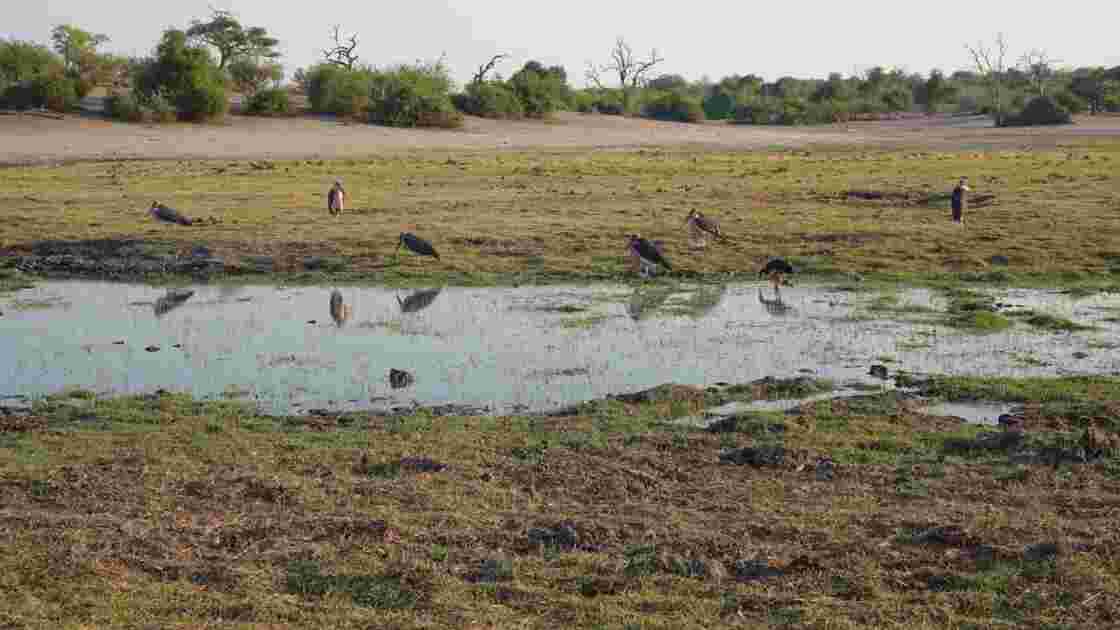 Botswana marabouts sur le fleuve Chobe 1