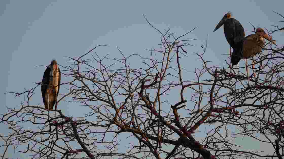 Botswana Chobe les marabouts au lever su soleil 2