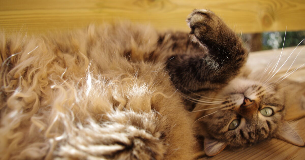 Chat Qui Se Repose Chat Qui Profite De La Chaleur Geo Fr