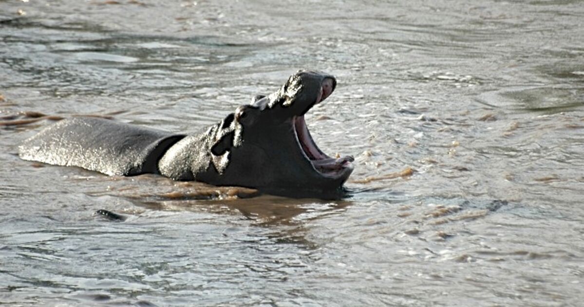 La Principale Activité De L'hippopotame : Bailler !,... - Geo.fr