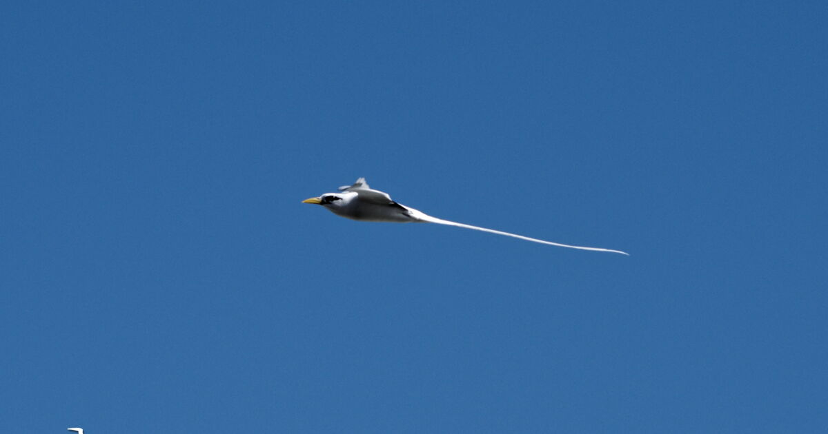 Paille en queue en vol, Geo.fr