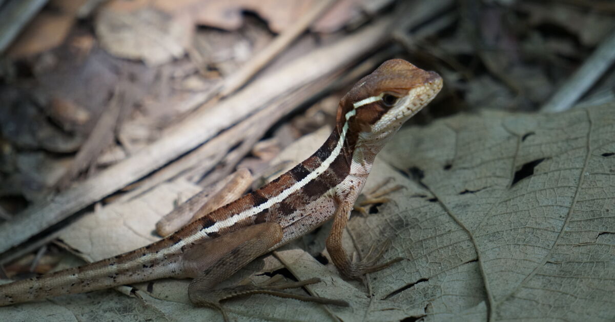 Lézard costa rica, Lézard rencontré dans le parc national... Geo.fr