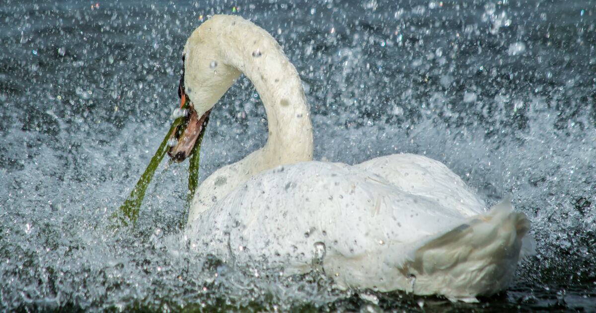 Le cygne, Les cygnes adorent manger des algues ! Geo.fr Le cygne, Les cygnes adorent manger des algues ! Geo.fr