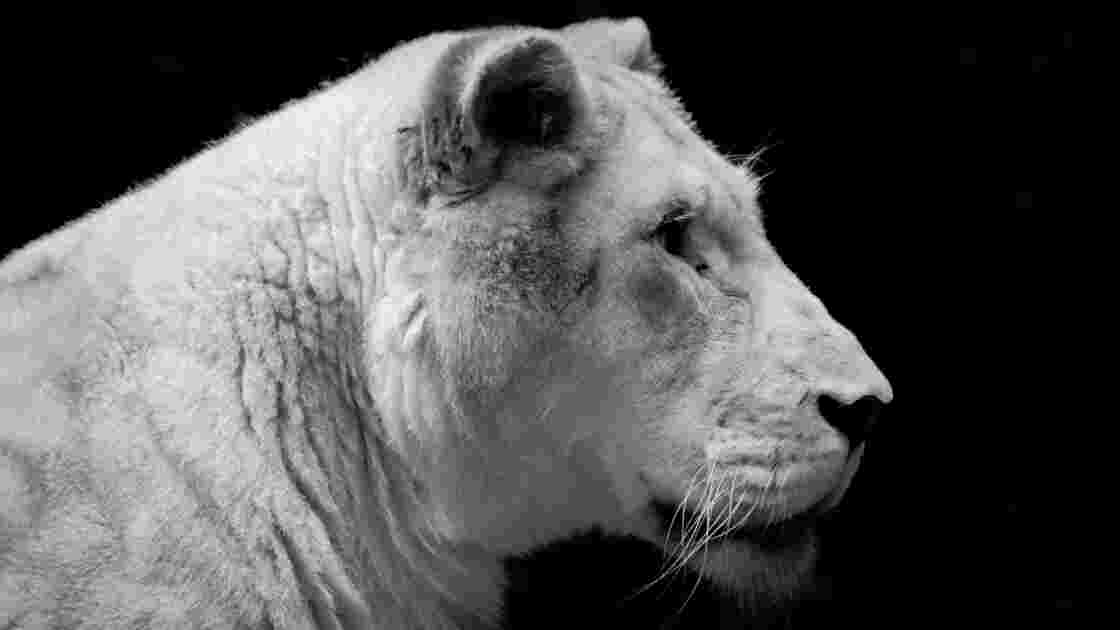 Lion Blanc Zoo De Beauval Panthères De Perse Lions