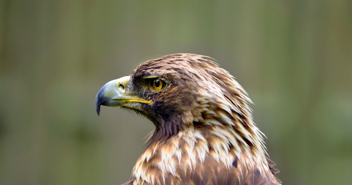 Aigle royal, Gros plan d'un aigle royal. Laval, Québec - Geo.fr