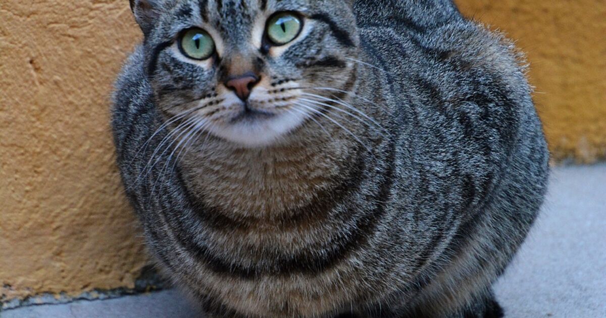 Qui Est Le Plus Beau Chat De Belgique le chat Menton , beau chat dans une ruelle de la ville... - Geo.fr