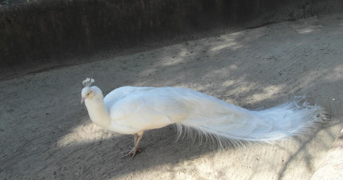 Paon Femelle Zoo De Labenne Dans Les Landes Geo Fr