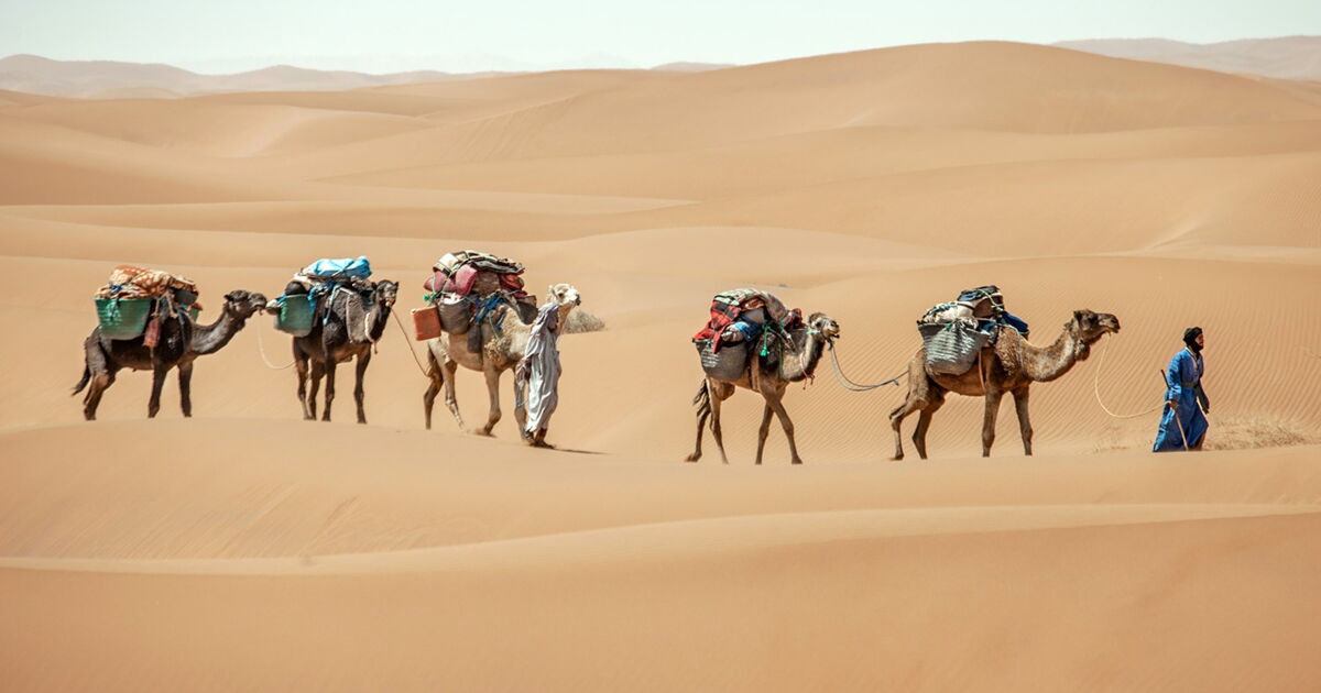 Caravane nomade sahraouie avec dromadaires dans le... Geo.fr