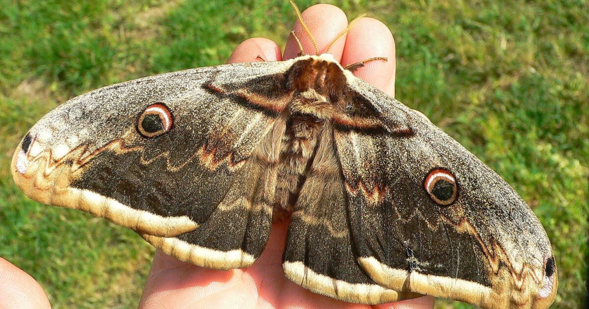 grand paon de nuit , Le GRAND PAON de nuit , papillon... Geo.fr