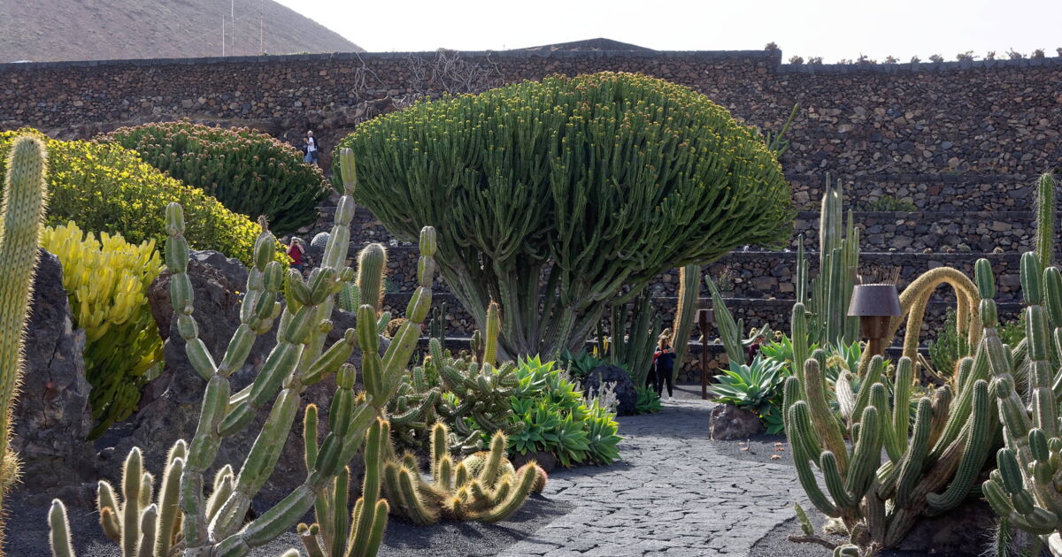 JARDIN CACTUS LANZAROTE, Le jardin de cactus à Lanzarote... Geo.fr