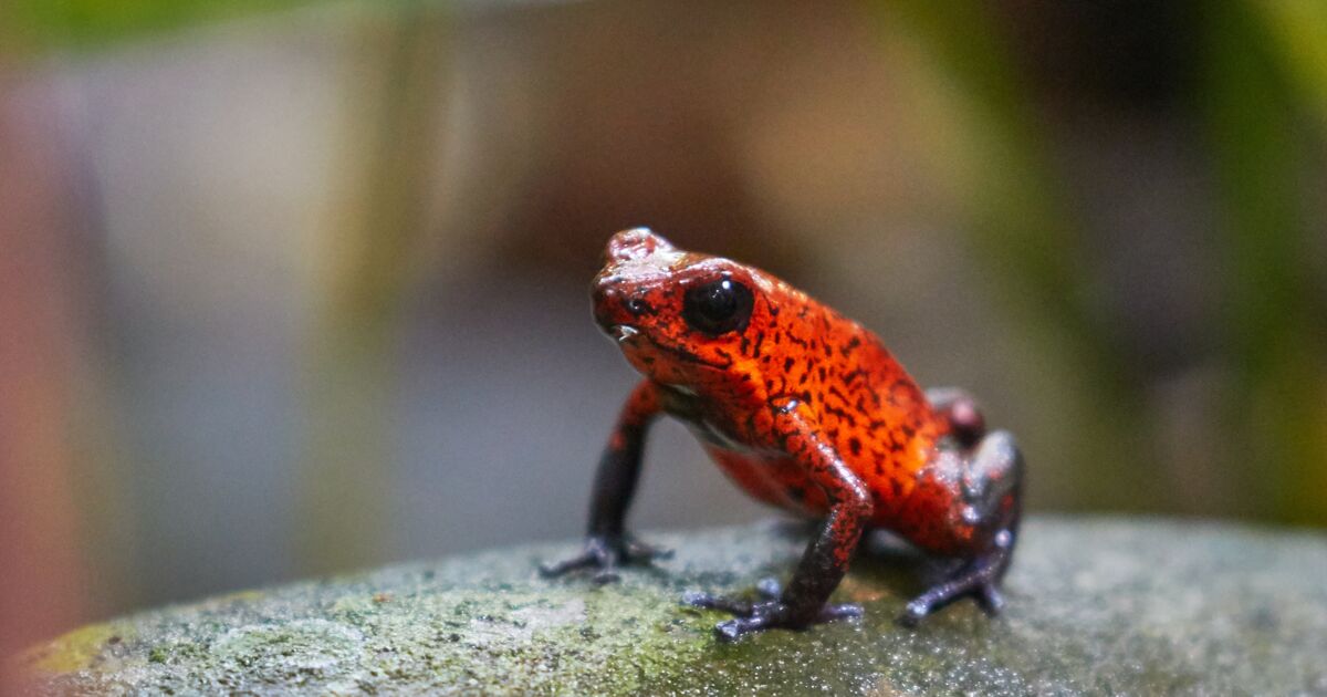 Faune du Costa Rica, Faune du Costa Rica lors d'u1 - Geo.fr