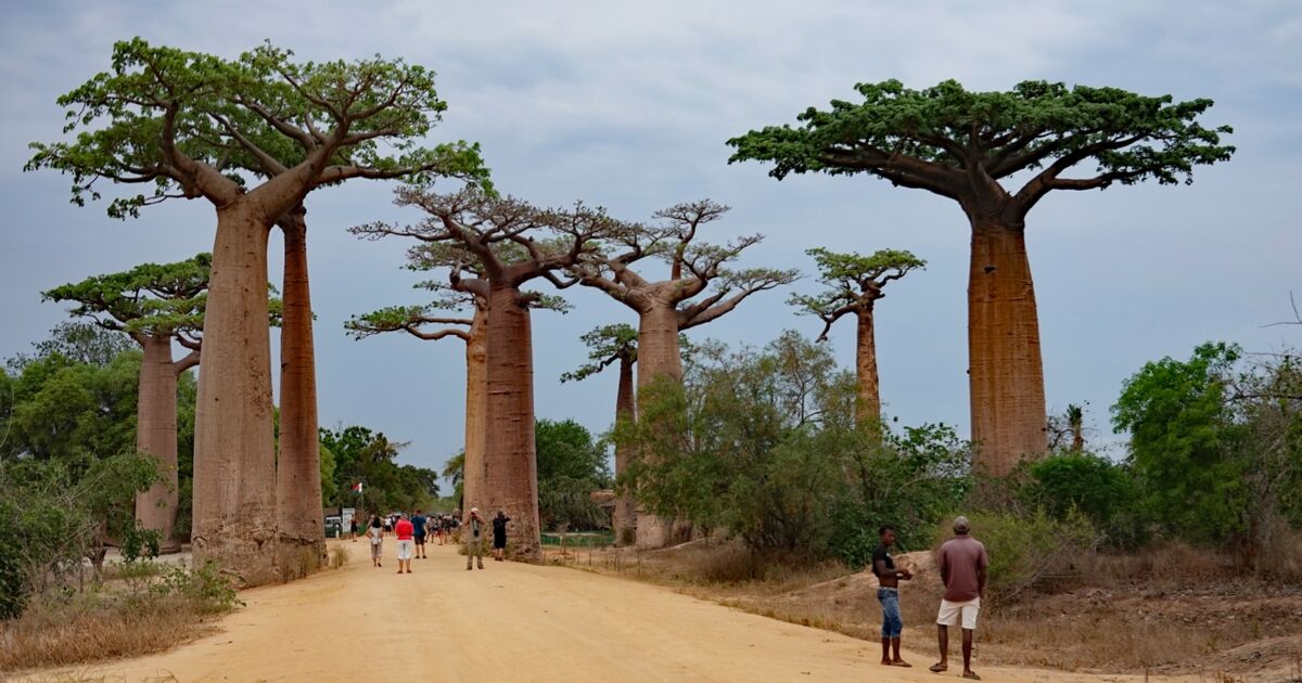 SEM, CHAM ET JAPHET - VOYAGE DANS TROIS PARTIES DU MONDE Madagascar-allee-des-baobabs-6